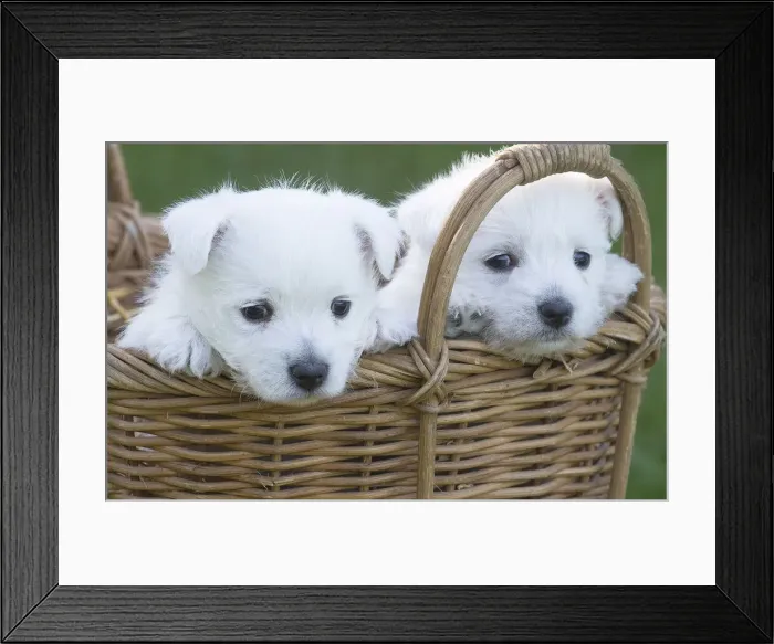 Framed Print : Picture No. 12019442 Framed Print : Picture No. 12019442