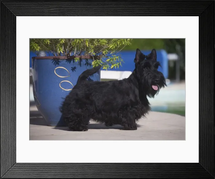 Framed Print : Picture No. 12019444 Framed Print : Picture No. 12019444