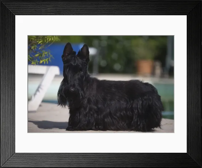 Framed Print : Picture No. 12019445 Framed Print : Picture No. 12019445