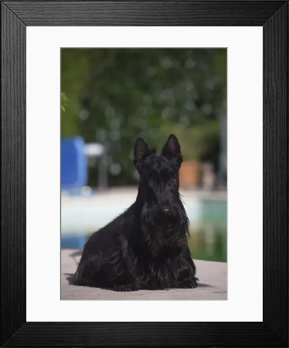 Framed Print : Picture No. 12019446 Framed Print : Picture No. 12019446