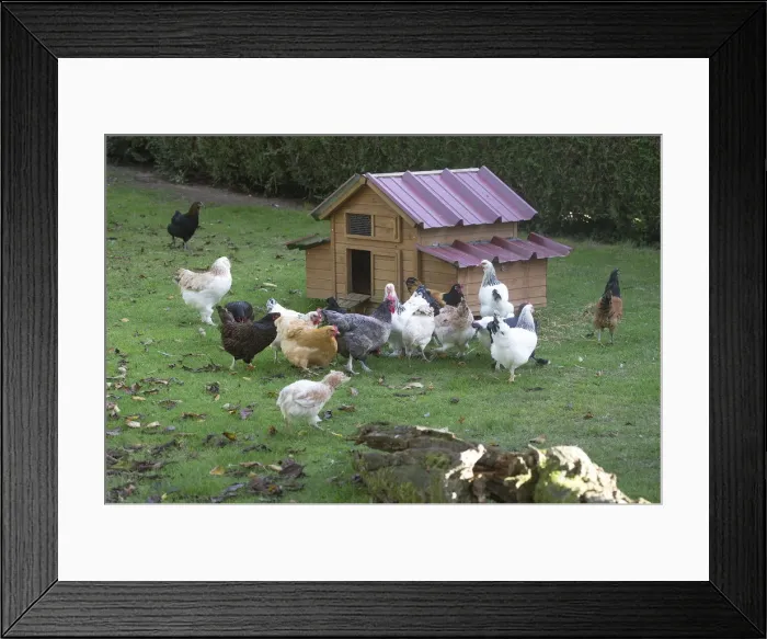 Framed Print : Picture No. 12019449 Framed Print : Picture No. 12019449