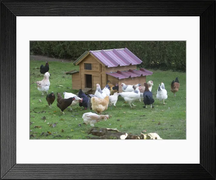 Framed Print : Picture No. 12019450 Framed Print : Picture No. 12019450