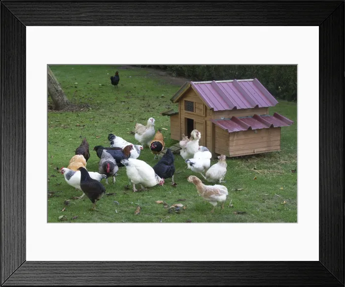 Framed Print : Picture No. 12019451 Framed Print : Picture No. 12019451
