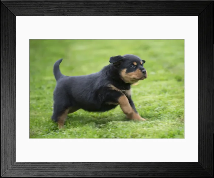 Framed Print : Picture No. 12019457 Framed Print : Picture No. 12019457