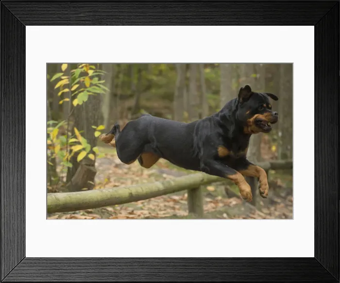 Framed Print : Picture No. 12019462 Framed Print : Picture No. 12019462