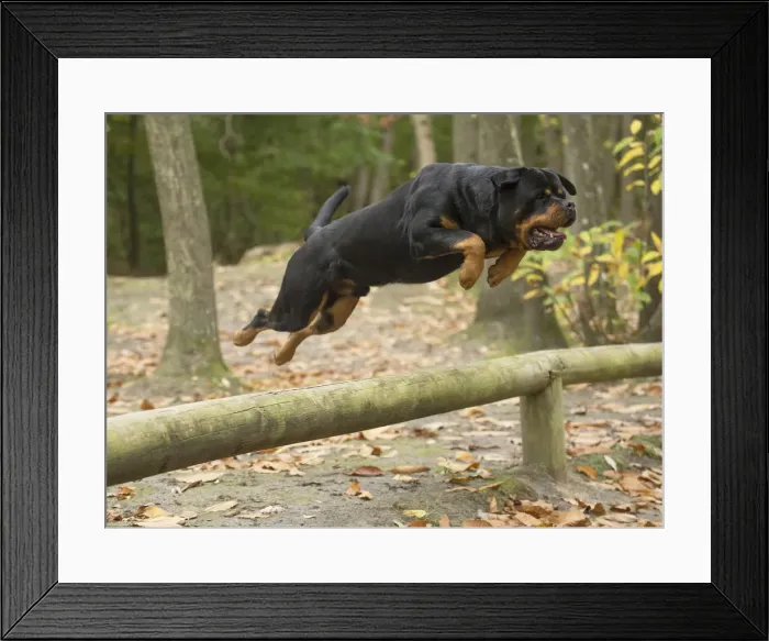 Framed Print : Picture No. 12019465 Framed Print : Picture No. 12019465