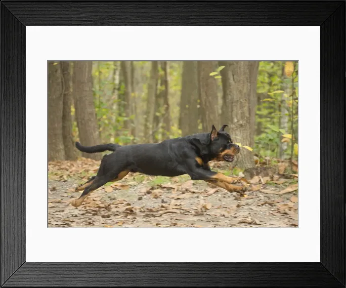 Framed Print : Picture No. 12019469 Framed Print : Picture No. 12019469