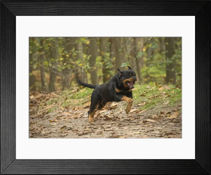 Framed Print : Picture No. 12019470 Framed Print : Picture No. 12019470