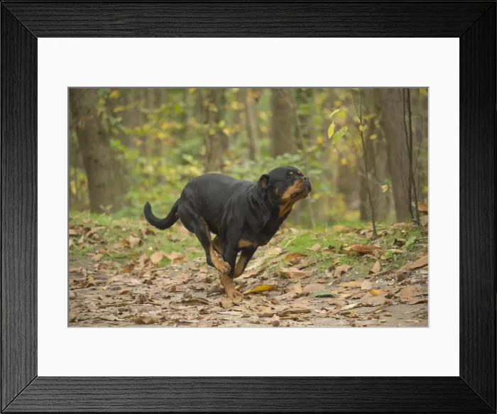 Framed Print : Picture No. 12019471 Framed Print : Picture No. 12019471