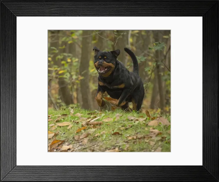Framed Print : Picture No. 12019474 Framed Print : Picture No. 12019474