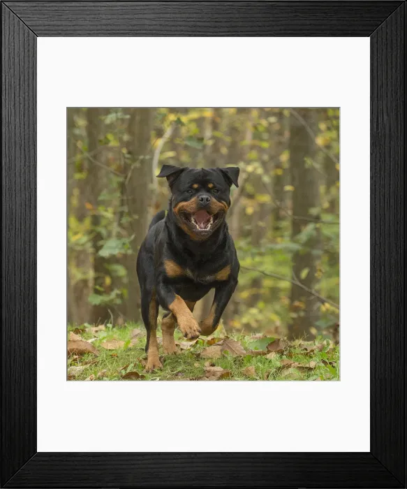 Framed Print : Picture No. 12019476 Framed Print : Picture No. 12019476