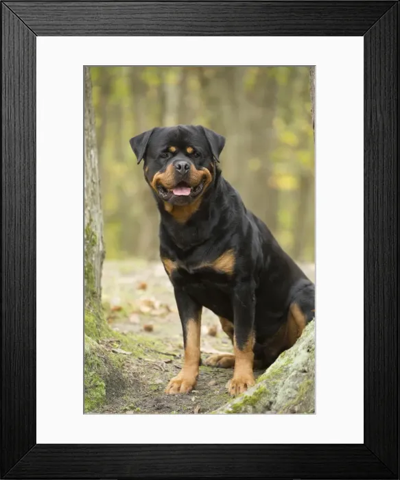 Framed Print : Picture No. 12019479 Framed Print : Picture No. 12019479
