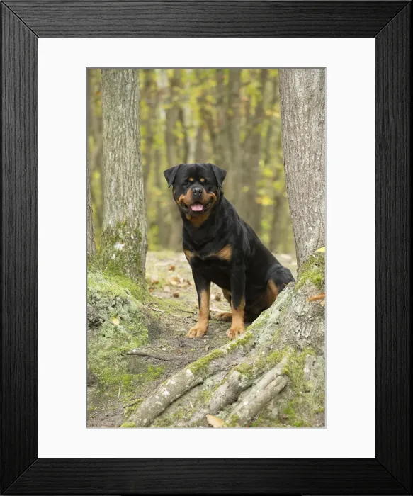 Framed Print : Picture No. 12019480 Framed Print : Picture No. 12019480