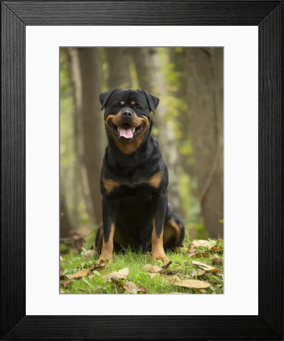 Framed Print : Picture No. 12019482 Framed Print : Picture No. 12019482