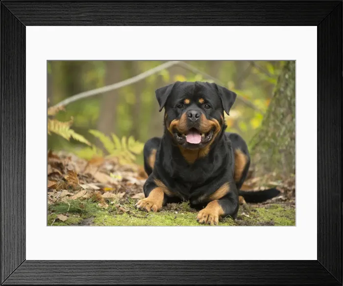Framed Print : Picture No. 12019490 Framed Print : Picture No. 12019490