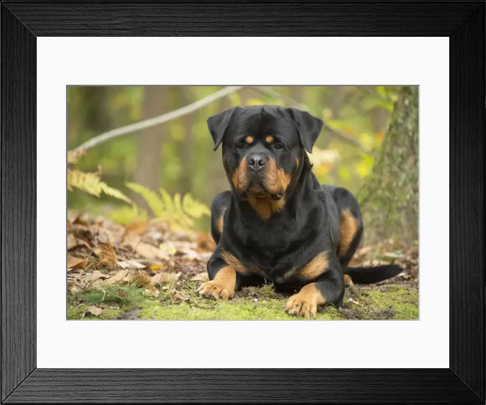 Framed Print : Picture No. 12019491 Framed Print : Picture No. 12019491