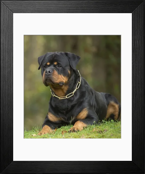 Framed Print : Picture No. 12019494 Framed Print : Picture No. 12019494