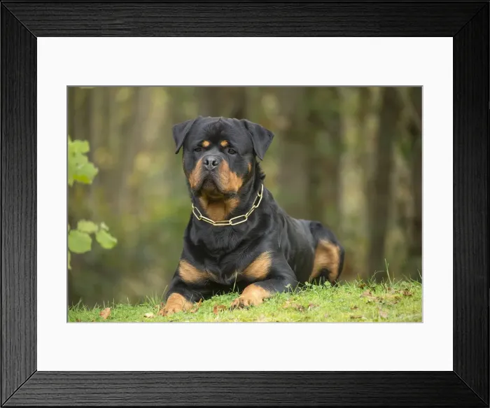 Framed Print : Picture No. 12019495 Framed Print : Picture No. 12019495