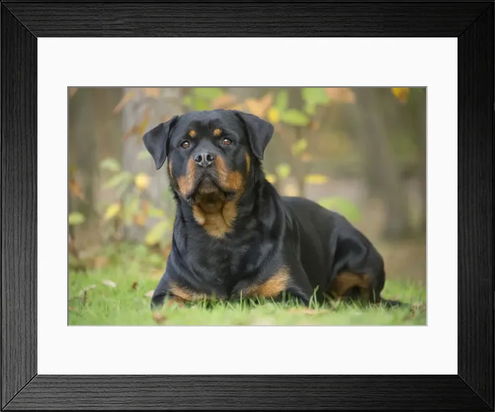 Framed Print : Picture No. 12019498 Framed Print : Picture No. 12019498