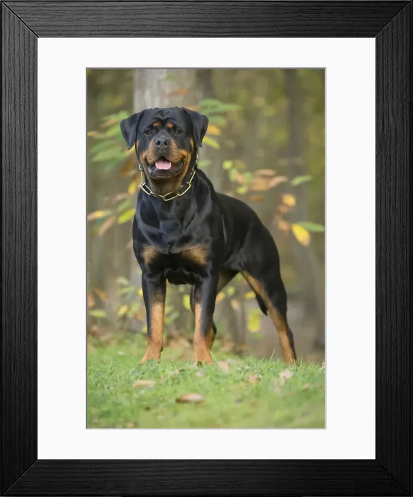 Framed Print : Picture No. 12019505 Framed Print : Picture No. 12019505