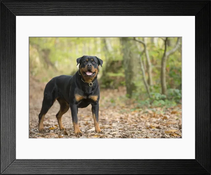 Framed Print : Picture No. 12019506 Framed Print : Picture No. 12019506