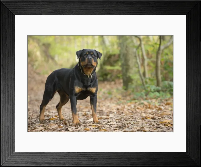 Framed Print : Picture No. 12019507 Framed Print : Picture No. 12019507