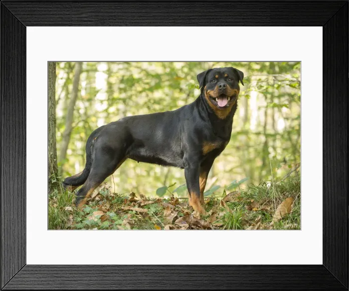 Framed Print : Picture No. 12019508 Framed Print : Picture No. 12019508