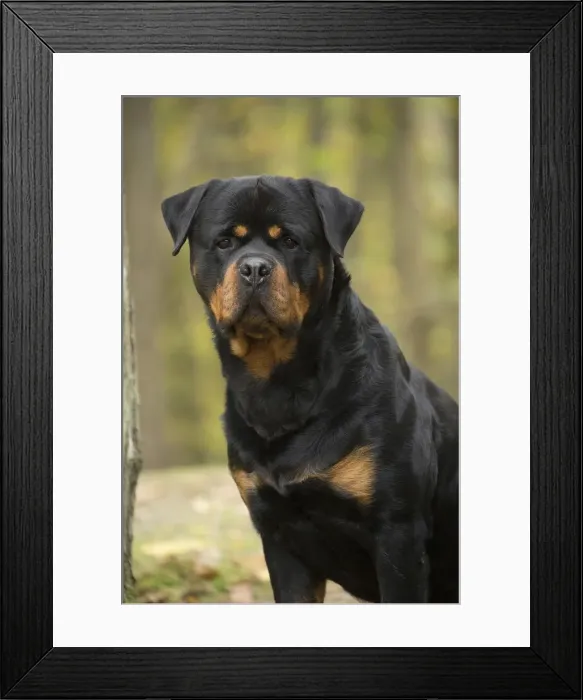 Framed Print : Picture No. 12019510 Framed Print : Picture No. 12019510