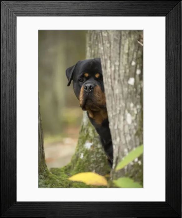 Framed Print : Picture No. 12019511 Framed Print : Picture No. 12019511