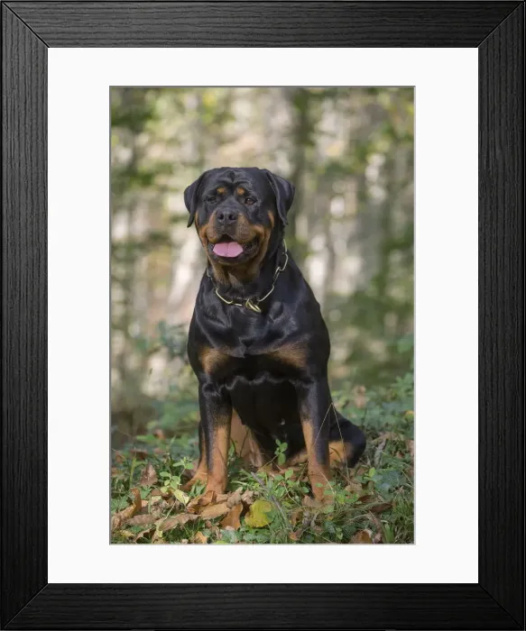 Framed Print : Picture No. 12019512 Framed Print : Picture No. 12019512