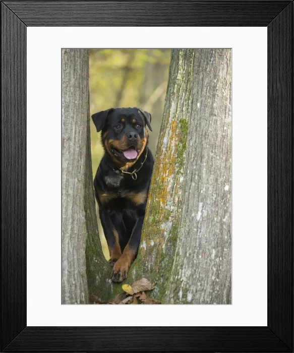 Framed Print : Picture No. 12019513 Framed Print : Picture No. 12019513