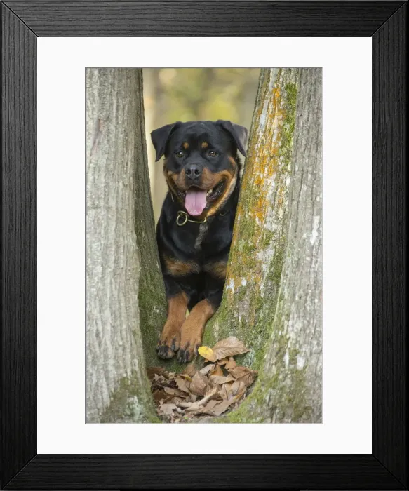 Framed Print : Picture No. 12019514 Framed Print : Picture No. 12019514