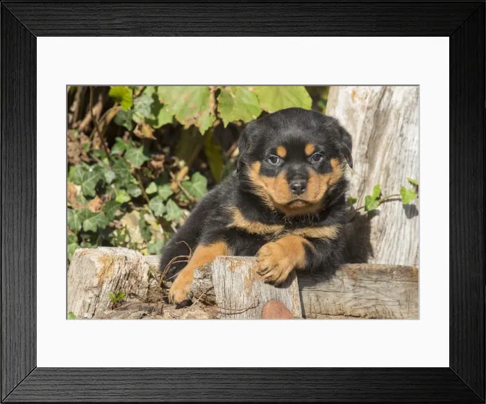 Framed Print : Picture No. 12019515 Framed Print : Picture No. 12019515