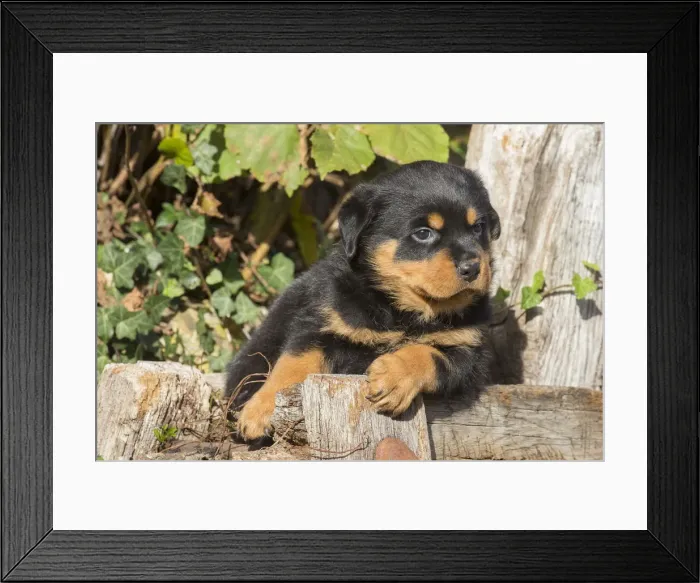Framed Print : Picture No. 12019516 Framed Print : Picture No. 12019516