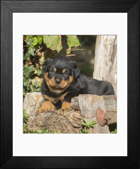 Framed Print : Picture No. 12019517 Framed Print : Picture No. 12019517