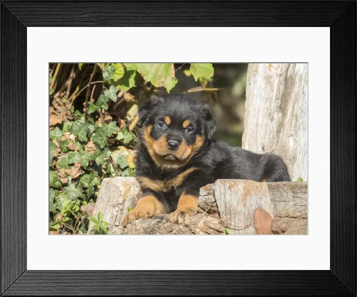 Framed Print : Picture No. 12019518 Framed Print : Picture No. 12019518