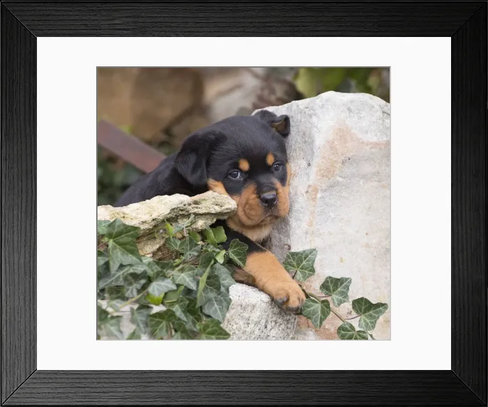 Framed Print : Picture No. 12019519 Framed Print : Picture No. 12019519
