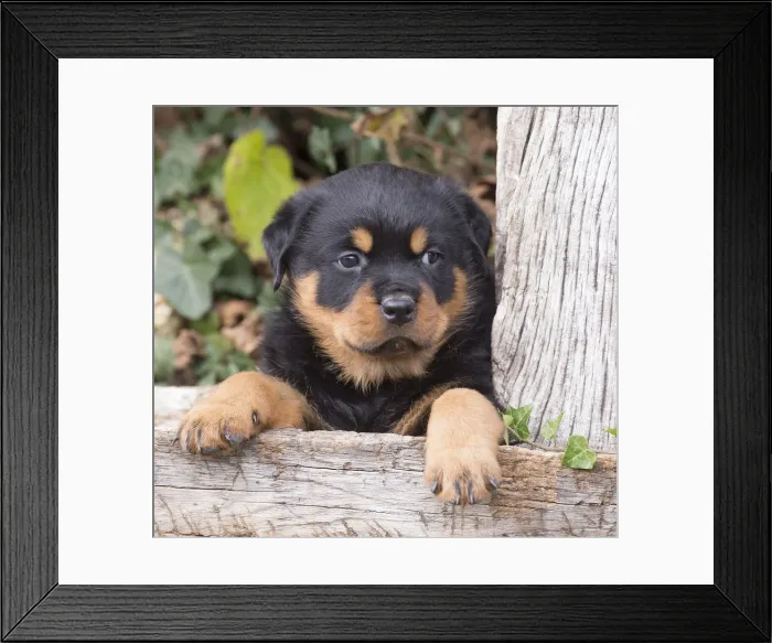 Framed Print : Picture No. 12019520 Framed Print : Picture No. 12019520