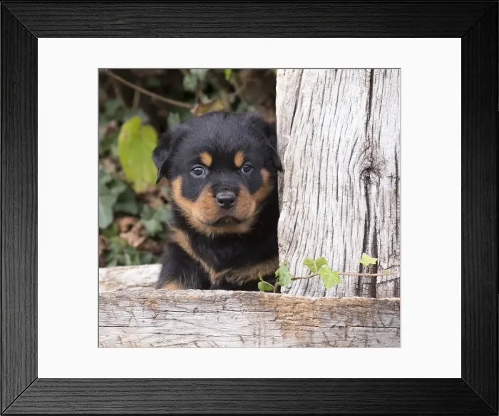 Framed Print : Picture No. 12019521 Framed Print : Picture No. 12019521