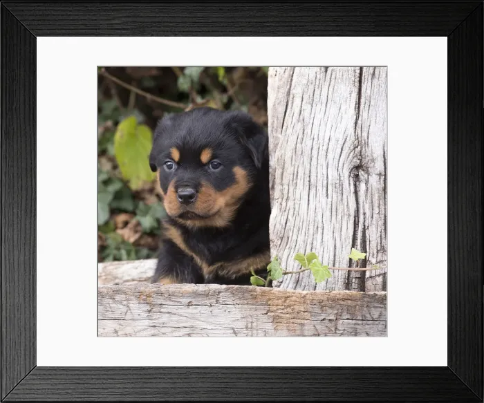 Framed Print : Picture No. 12019522 Framed Print : Picture No. 12019522