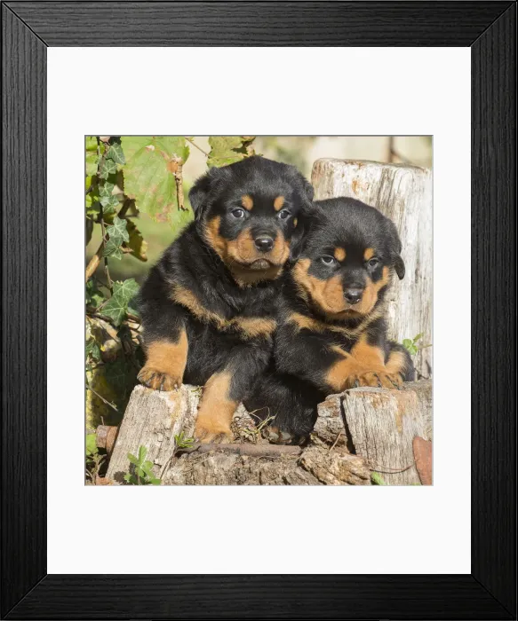Framed Print : Picture No. 12019525 Framed Print : Picture No. 12019525