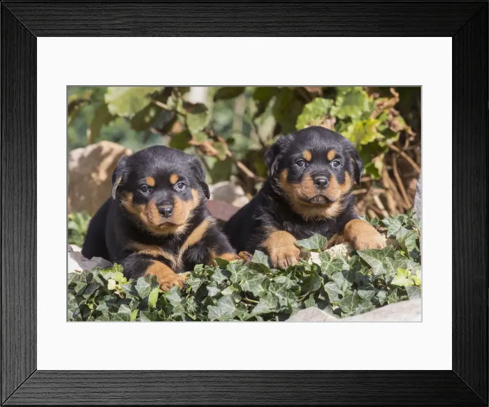 Framed Print : Picture No. 12019526 Framed Print : Picture No. 12019526