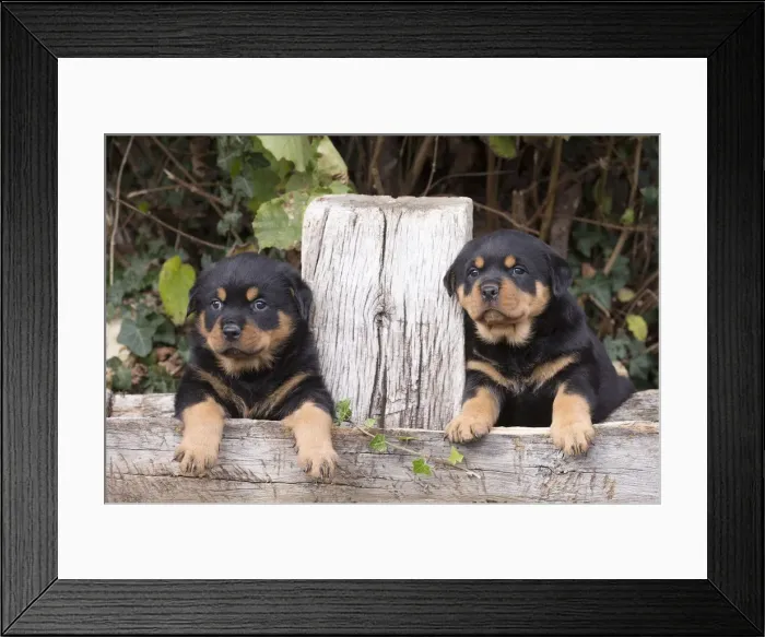 Framed Print : Picture No. 12019527 Framed Print : Picture No. 12019527
