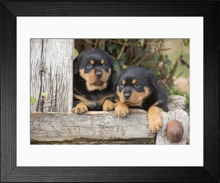 Framed Print : Picture No. 12019528 Framed Print : Picture No. 12019528