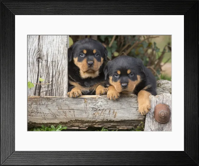 Framed Print : Picture No. 12019529 Framed Print : Picture No. 12019529