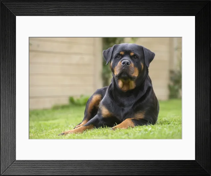 Framed Print : Picture No. 12019531 Framed Print : Picture No. 12019531