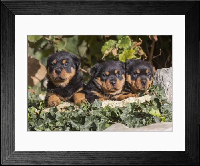 Framed Print : Picture No. 12019532 Framed Print : Picture No. 12019532