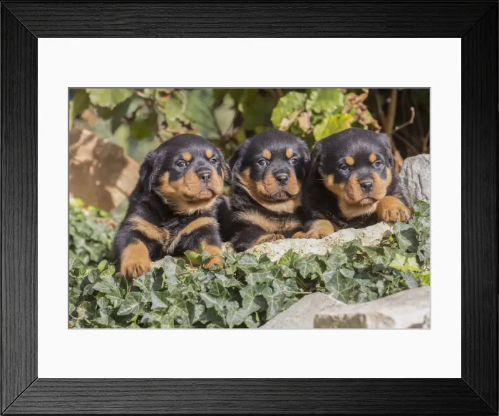 Framed Print : Picture No. 12019533 Framed Print : Picture No. 12019533
