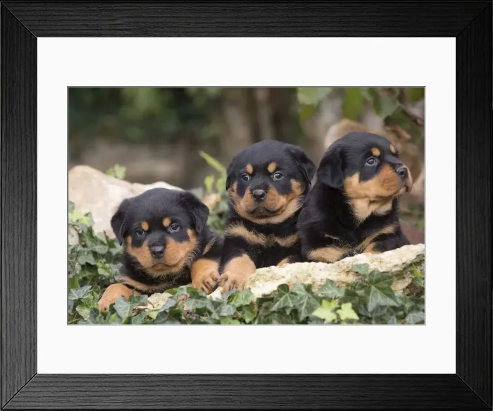 Framed Print : Picture No. 12019534 Framed Print : Picture No. 12019534