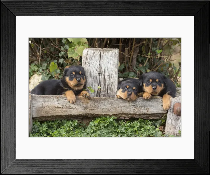 Framed Print : Picture No. 12019535 Framed Print : Picture No. 12019535